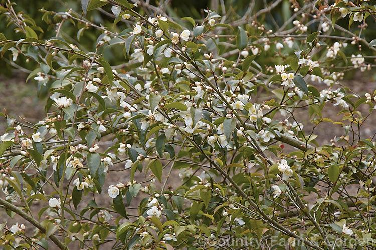 <i>Camellia forrestii</i>, a 1-5m tall, evergreen shrub or small tree native to southern China and northern Vietnam. Its small white flowers are mildly fragrant. Order: Ericales, Family: Theaceae