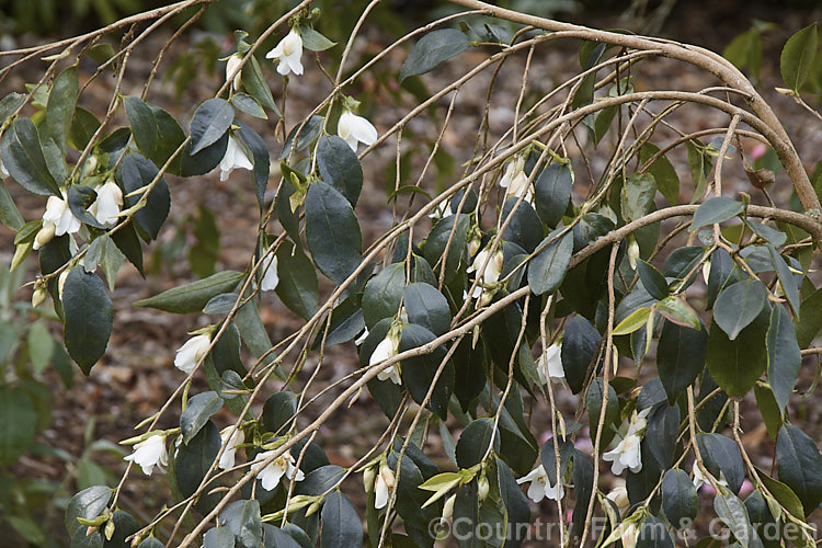 <i>Camellia fraterna</i>, a 1-5m tall evergreen shrub, often with a slightly weeping growth habit. A native of China, its flowers are white to very pale lavender and are slightly scented. Order: Ericales, Family: Theaceae