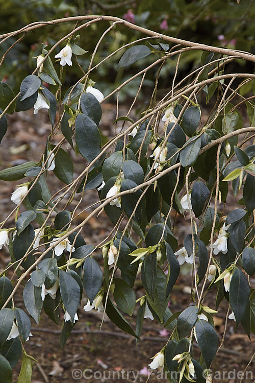 <i>Camellia fraterna</i>, a 1-5m tall evergreen shrub, often with a slightly weeping growth habit. A native of China, its flowers are white to very pale lavender and are slightly scented. Order: Ericales, Family: Theaceae