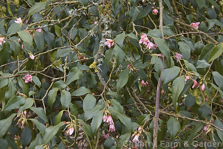 <i>Camellia rosiflora</i> (syn. <i>Camellia rosaeflora</i>), an evergreen spring-flowering 1-3m high shrub thought to be native to China though it has not been confirmed in the wild and is possibly a <i>Camellia sinensis</i> hybrid Order: Ericales, Family: Theaceae