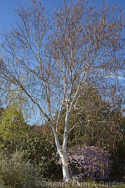 Betula utilis var. jacquemontii 'Silver Shadow', a near pure white-barked cultivar of the Kashmir and central Nepal form of the Himalayan birch. It is usually grafted on Betula utilis stock. betula-2077htm'>Betula. <a href='betulaceae-plant-family-photoshtml'>Betulaceae</a>.