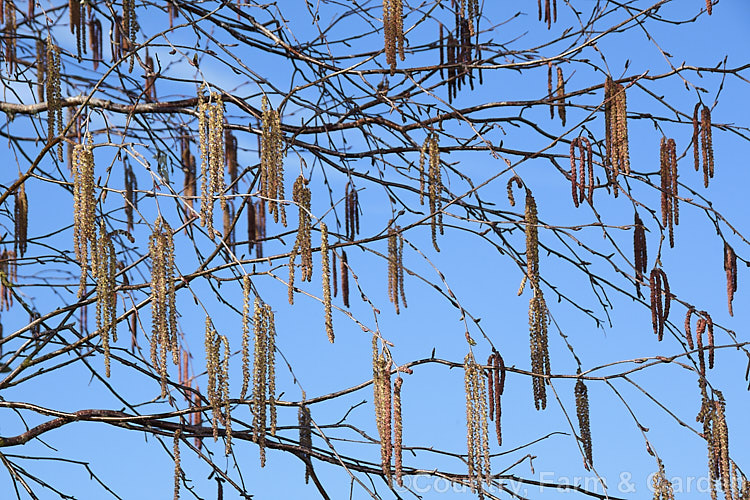 The flower catkins of the Himalayan Birch (<i>Betula utilis</i>), a 20m tall deciduous tree native to the Himalayan region of northern India and Nepal. The best forms have strikingly pure white bark. The catkins are a feature in spring and can be over 8cm long. betula-2077htm'>Betula. <a href='betulaceae-plant-family-photoshtml'>Betulaceae</a>.