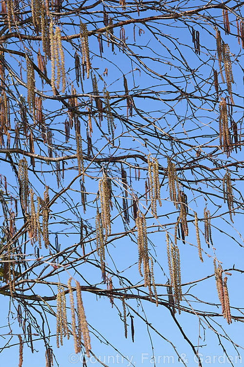 The flower catkins of the Himalayan Birch (<i>Betula utilis</i>), a 20m tall deciduous tree native to the Himalayan region of northern India and Nepal. The best forms have strikingly pure white bark. The catkins are a feature in spring and can be over 8cm long. betula-2077htm'>Betula. <a href='betulaceae-plant-family-photoshtml'>Betulaceae</a>.