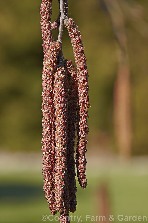 The flower catkins of the Himalayan Birch (<i>Betula utilis</i>), a 20m tall deciduous tree native to the Himalayan region of northern India and Nepal. The best forms have strikingly pure white bark. The catkins are a feature in spring and can be over 8cm long. betula-2077htm'>Betula. <a href='betulaceae-plant-family-photoshtml'>Betulaceae</a>.