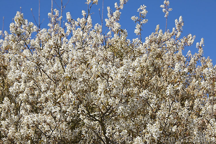 Amelanchier canadensis, a deciduous shrub or small tree up to 8m tall It is native to eastern North America and in spring is covered in white flowers that are followed by small purple-black fruits. In cultivation this species is often confused with Amelanchier lamarckii, but is most readily distinguished by its tendency to be shrubby rather than tree-like and by its ready production of suckers. Order: Rosales, Family: Rosaceae