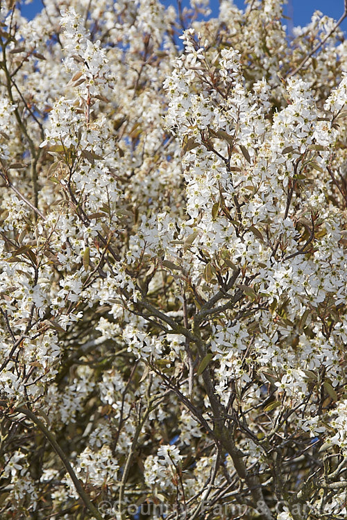 Amelanchier canadensis, a deciduous shrub or small tree up to 8m tall It is native to eastern North America and in spring is covered in white flowers that are followed by small purple-black fruits. In cultivation this species is often confused with Amelanchier lamarckii, but is most readily distinguished by its tendency to be shrubby rather than tree-like and by its ready production of suckers. Order: Rosales, Family: Rosaceae