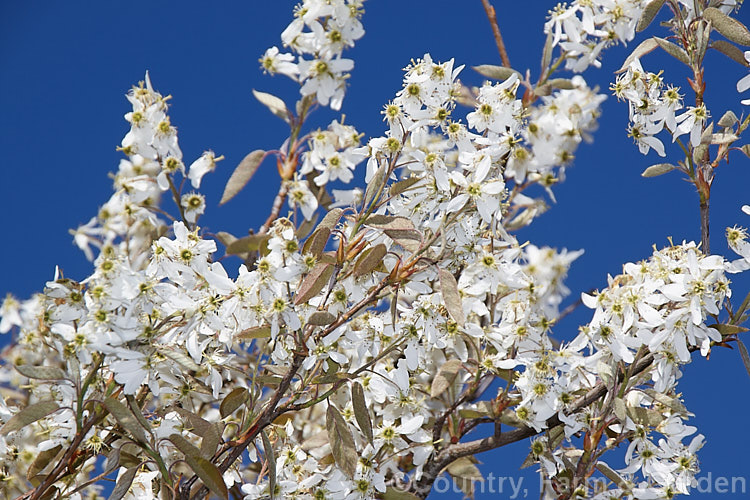 Amelanchier canadensis, a deciduous shrub or small tree up to 8m tall It is native to eastern North America and in spring is covered in white flowers that are followed by small purple-black fruits. In cultivation this species is often confused with Amelanchier lamarckii, but is most readily distinguished by its tendency to be shrubby rather than tree-like and by its ready production of suckers. Order: Rosales, Family: Rosaceae