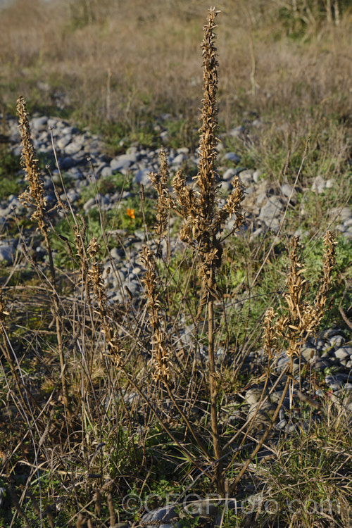 The dried and opened seed capsules of Sundrops (<i>Oenothera fruticosa [syn. Oenothera tetragona]), a biennial to perennial species of evening primrose native to eastern North America. It is a cultivated species, particularly the selected cultivars, and also a weed, as it has naturalised in many areas, especially in gravelly soils, such as the riverbeds of the eastern South Island of New Zealand, where this image was taken. oenothera-3186htm'>Oenothera. <a href='onagraceae-plant-family-photoshtml'>Onagraceae</a>.