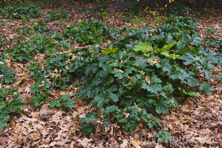 Bear's Breeches (<i>Acanthus mollis</i>) in winter. This usually evergreen summer-flowering perennial is native to southwest Europe and North Africa, and often featured in ancient Greek and Roman designs. While a bold architectural plant that certainly has garden merit, it can also be a thuggish weed that is difficult to eradicate, as hinted at by the way it is spreading here. Order: Lamiales, Family: Acanthaceae