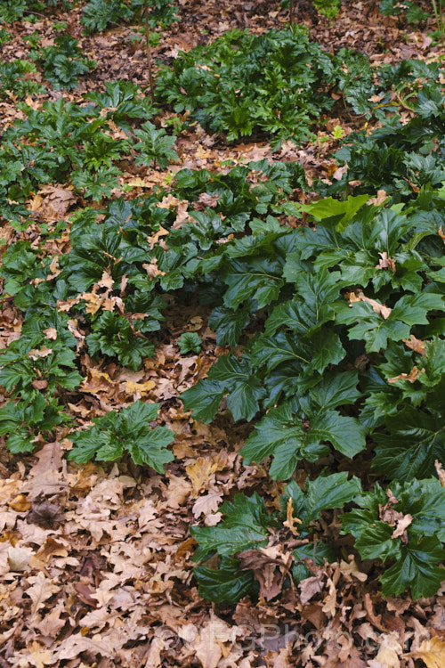 Bear's Breeches (<i>Acanthus mollis</i>) in winter. This usually evergreen summer-flowering perennial is native to southwest Europe and North Africa, and often featured in ancient Greek and Roman designs. While a bold architectural plant that certainly has garden merit, it can also be a thuggish weed that is difficult to eradicate, as hinted at by the way it is spreading here. Order: Lamiales, Family: Acanthaceae