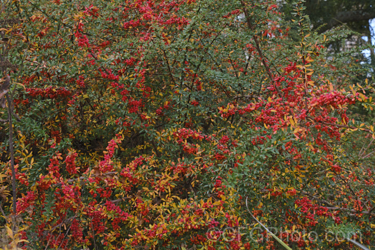 Wilson's Barberry (<i>Berberis wilsoniae</i>), a 1-2m tall, spreading, fiercely thorny, deciduous shrub native to western China. The small pinkish-red berries shown here develop from pale yellow flowers. berberis-2186htm'>Berberis. Order: Ranunculales, Family: Berberidaceae