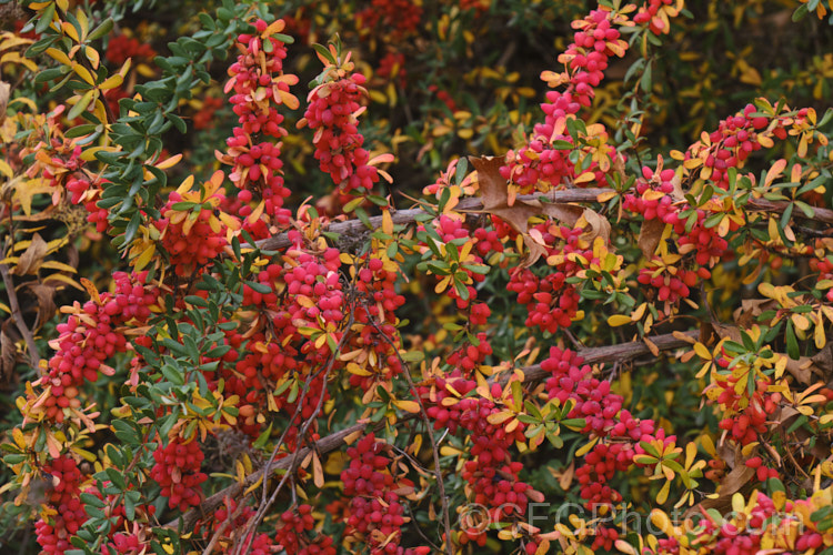 Wilson's Barberry (<i>Berberis wilsoniae</i>), a 1-2m tall, spreading, fiercely thorny, deciduous shrub native to western China. The small pinkish-red berries shown here develop from pale yellow flowers. berberis-2186htm'>Berberis. Order: Ranunculales, Family: Berberidaceae