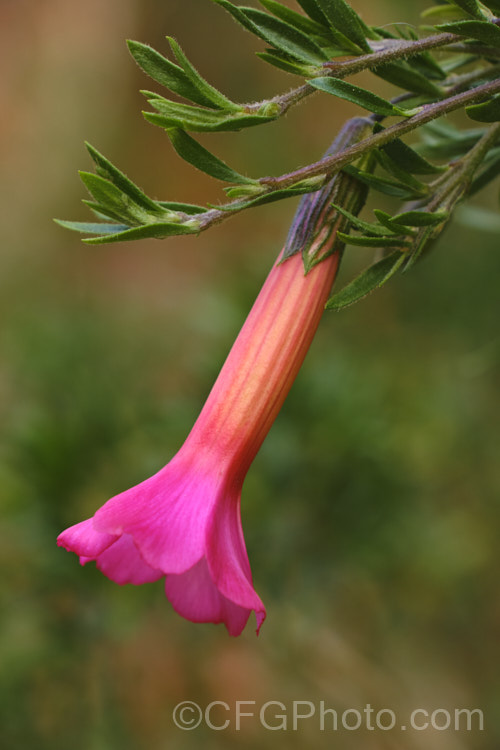 Sacred Flower of the Incas (<i>Cantua buxifolia</i>), a large, wiry-stemmed shrub native to the mountains of Peru, Bolivia and northernChile. It flowers for much of the year. Order: Ericales, Family: Polemoniaceae