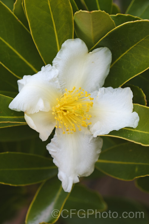 Gordonia axillaris, an evergreen shrub or tree closely related to the camellias. A native of China and Taiwan it flowers in winter and early spring and grows to as much as 12m tall in the wild. gordonia-3004htm'>Gordonia. <a href='theaceae-plant-family-photoshtml'>Theaceae</a>.