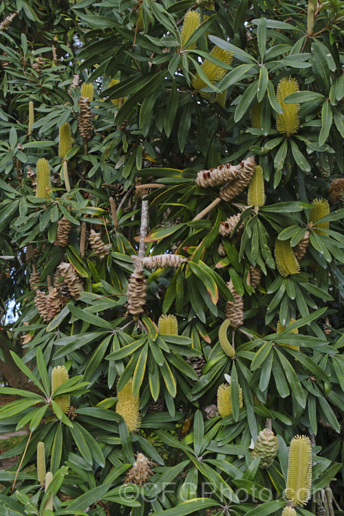 Coast. Banksia (<i>Banksia integrifolia</i>), an evergreen tree native to much of coastal eastern Australia. It grows to 15m tall, its flowerheads appear through most of the year and as with most banksias they are followed by woody seed cones. Order: Proteales, Family: Proteaceae