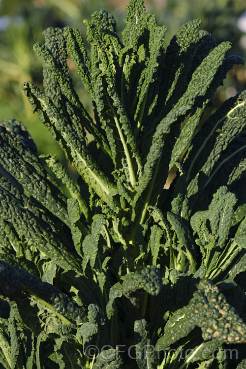 Curly Kale (<i>Brassica oleracea - Acephala Group</i>), a fancy form of garden kale that is grown for densely curled edible foliage. Most. European cultures feature nationally well-known kale dishes, though in many parts of the world kale is perhaps more commonly grown as winter stock feed. Order: Brassicales, Family: Brassicaceae