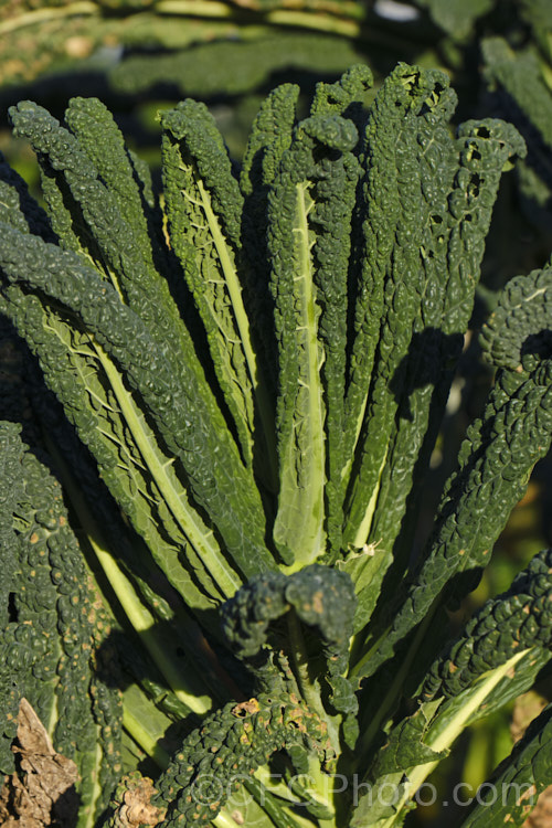 Cavolo Nero (<i>Brassica oleracea - Acephala Group</i>), a fancy form of garden kale that is grown for its elongated and densely puckered tip foliage. Most. European cultures feature nationally well-known kale dishes, though in many parts of the world kale is perhaps more commonly grown as winter stock feed. Cavolo Nero originated in Italy and takes its name from the very dark colour of the foliage. Order: Brassicales, Family: Brassicaceae