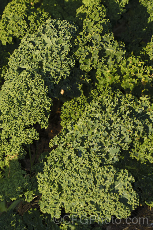 Curly Kale (<i>Brassica oleracea - Acephala Group</i>), a fancy form of garden kale that is grown for densely curled edible foliage. Most. European cultures feature nationally well-known kale dishes, though in many parts of the world kale is perhaps more commonly grown as winter stock feed. Order: Brassicales, Family: Brassicaceae