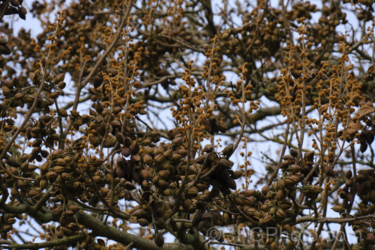 Winter bare branches of the Princess Tree or Empress. Tree (<i>Paulownia tomentosa</i>) with new flower buds and seedpods from the previous year about to open. This spring-flowering deciduous tree to 20m tall occurs naturally in central and western China. It is sometimes called the Chinese Foxglove because of the shape of the flowers. The flowerheads are followed by seedpods that rattle in the breeze when ripe. paulownia-2479htm'>Paulownia. <a href='paulowniaceae-plant-family-photoshtml'>Paulowniaceae</a>.