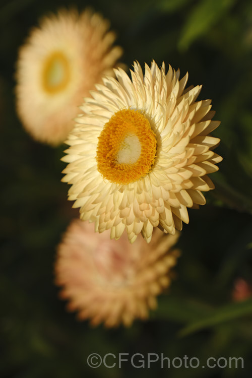 A Xerochrysum (syn. Bracteantha</i>) hybrid, one of a series of very showyAustralian-raised perennial everlasting daisies. They develop into small bushes that in mild areas will flower for most of the year. xerochrysum-2097htm'>Xerochrysum.