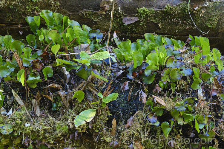 Kidney Fern (<i>Cardiomanes reniforme [syns. Trichomanes reniforme, Hymenophyllum nephrophyllum]), a very distinctively foliaged New Zealand fern that because of its very thin, easily desiccated fronds is restricted to area of high humidity and rainfall. Order: Hymenophyllales, Family: Hymenophyllaceae