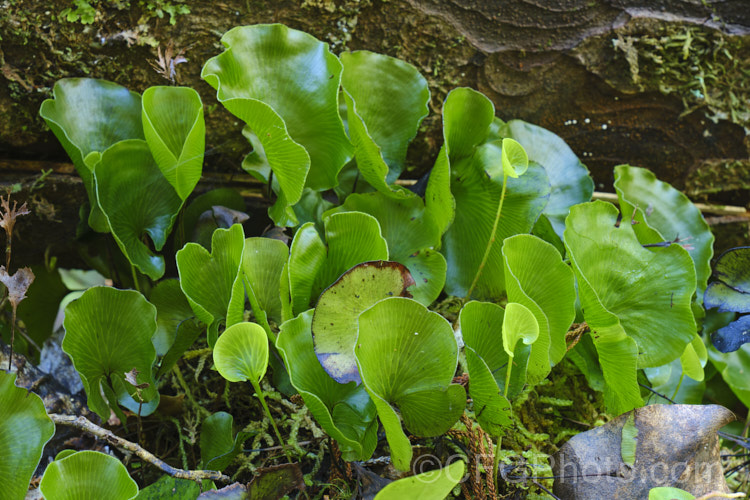 Kidney Fern (<i>Cardiomanes reniforme [syns. Trichomanes reniforme, Hymenophyllum nephrophyllum]), a very distinctively foliaged New Zealand fern that because of its very thin, easily desiccated fronds is restricted to area of high humidity and rainfall. Order: Hymenophyllales, Family: Hymenophyllaceae