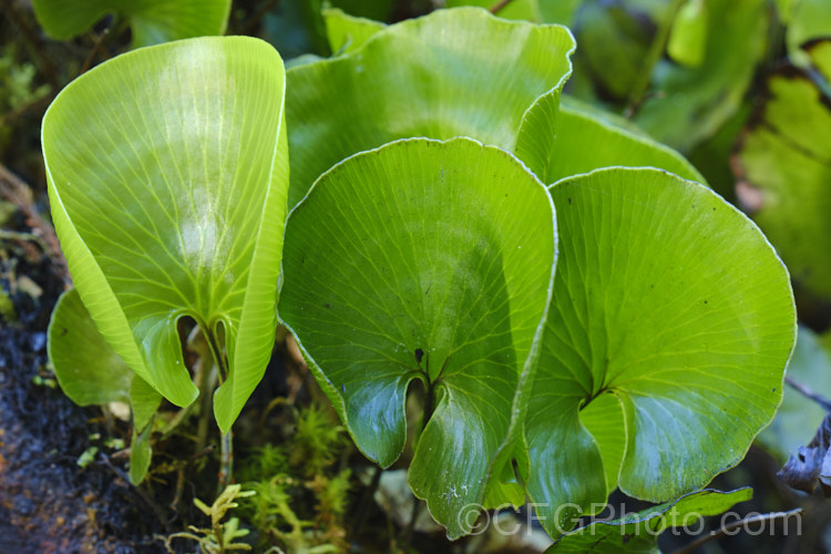 Kidney Fern (<i>Cardiomanes reniforme [syns. Trichomanes reniforme, Hymenophyllum nephrophyllum]), a very distinctively foliaged New Zealand fern that because of its very thin, easily desiccated fronds is restricted to area of high humidity and rainfall. Order: Hymenophyllales, Family: Hymenophyllaceae