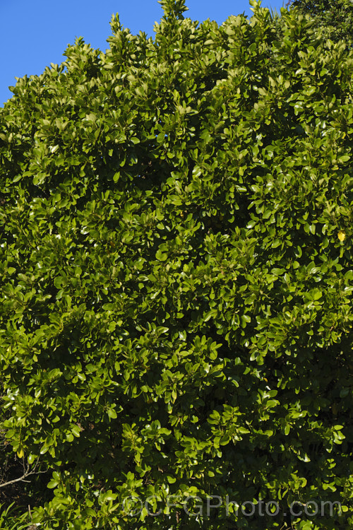 Puka or Akapuka (<i>Griselinia lucida</i>), a glossy-leafed evergreen shrub native to New Zealand, where it is found over much of the two main islands. It can develop onto a small tree up to 8m tall but is usually considerably smaller. Its greenish flowers are inconspicuous and are followed by fleshy purple-black fruits. The leaves are larger and more elliptical, less rounded, than those of the more common. Griselinia littoralis. griselinia-2290htm'>Griselinia. <a href='griseliniaceae-plant-family-photoshtml'>Griseliniaceae</a>.