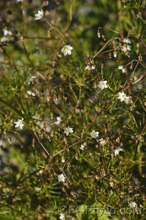 Tasmanian. Sand Spurrey (<i>Spergularia tasmanica</i>), a small, spreading, prostrate, short-lived perennial with green to bronze foliage and tiny, 5-petalled pale pink flowers that quickly fade to white. It occurs naturally through most of New Zealand andAustralia. spergularia-3322htm'>Spergularia. Order: Caryophyllales, Family: Caryophyllaceae