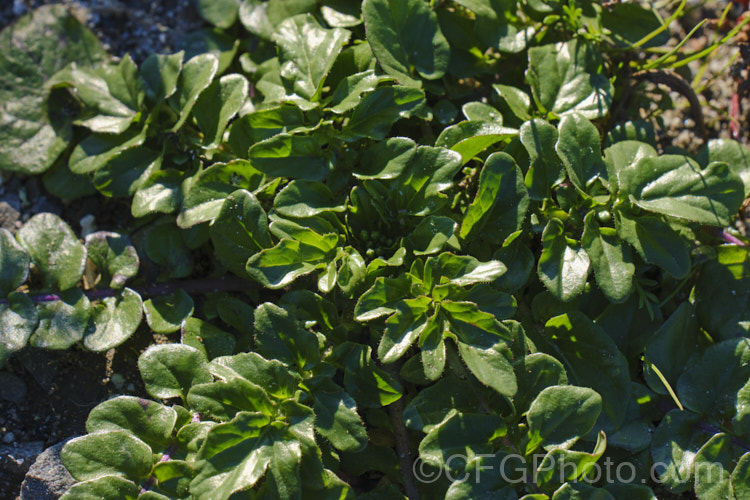 The foliage rosette of Winter Cress (<i>Barbarea vulgaris</i>), a spring-flowering biennial found naturally over much of Europe and Asia, and now widely naturalised elsewhere. It tends to be a weed of waste ground or rough-mown turf. Over the years it has had a range of medicinal and culinary uses, though it may be mildly toxic. This has given rise to a range of common names, including rocketcress, yellow rocket cress, wound rocket, herb barbara, winter rocket and common witch. barbarea-3623htm'>Barbarea. .