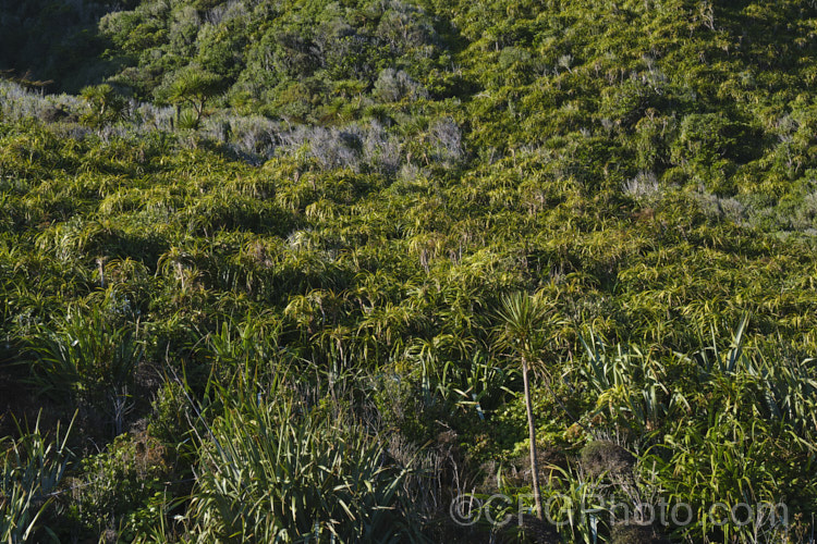 An area of bush on the West Coast, South Island , New Zealand with an abundance of Astelia fragrans, a clumping, evergreen perennial found through most of the damper areas of New Zealand from sea level to 900m. Its spring to early summer heads of tiny greenish cream flowers are followed in autumn by orange fruits. The species was once considered a form of Astelia nervosa. There is also some. Phormium tenax in this image, which can be confused with Astelia, but it has longer, more erect foliage and is actually in a different family. astelia-2377htm'>Astelia. <a href='asteliaceae-plant-family-photoshtml'>Asteliaceae</a>.