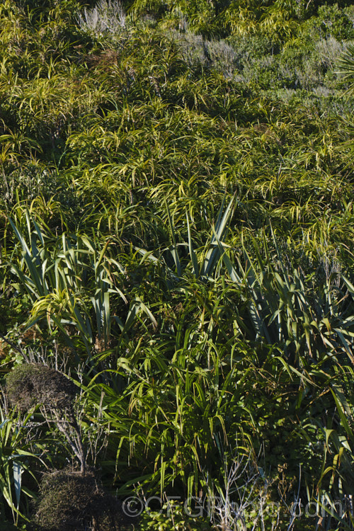 An area of bush on the West Coast, South Island , New Zealand with an abundance of Astelia fragrans, a clumping, evergreen perennial found through most of the damper areas of New Zealand from sea level to 900m. Its spring to early summer heads of tiny greenish cream flowers are followed in autumn by orange fruits. The species was once considered a form of Astelia nervosa. There is also some. Phormium tenax in this image, which can be confused with Astelia, but it has longer, more erect foliage and is actually in a different family. astelia-2377htm'>Astelia. <a href='asteliaceae-plant-family-photoshtml'>Asteliaceae</a>.