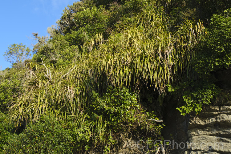 An area of bush on the West Coast, South Island , New Zealand with an abundance of Astelia fragrans, a clumping, evergreen perennial found through most of the damper areas of New Zealand from sea level to 900m. Its spring to early summer heads of tiny greenish cream flowers are followed in autumn by orange fruits. The species was once considered a form of Astelia nervosa. There is also some. Phormium tenax in this image, which can be confused with Astelia, but it has longer, more erect foliage and is actually in a different family. astelia-2377htm'>Astelia. <a href='asteliaceae-plant-family-photoshtml'>Asteliaceae</a>.