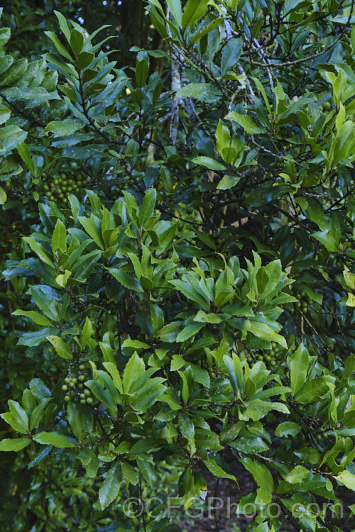 Pigeonwood or Poraikawhiri (<i>Hedycarya arborea</i>), an evergreen shrub or small tree native to New Zealand, where it is occurs as far south as Banks. Peninsula. It grows to around 6m tall and produces clusters of separate male and female flowers, not usually very conspicuous, followed by slow-ripening berries, green in this image, that are red when mature. Order: Zingiberales, Family: Monimiaceae