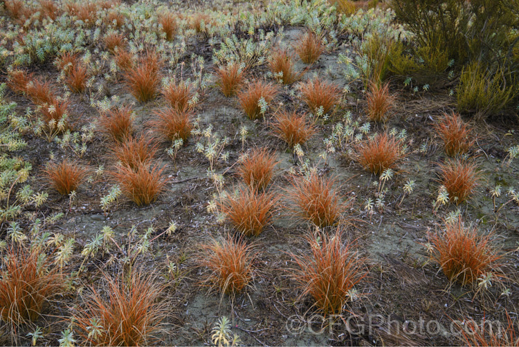 Red Hook. Sedge (<i>Uncinia rubra</i>), a grassy sedge with deep red-brown foliage. It grows to around 40cm high but can form wide-spreading clumps. It occurs over most of New Zealand uncinia-3676htm'>Uncinia. Order: Poales, Family: Cyperaceae