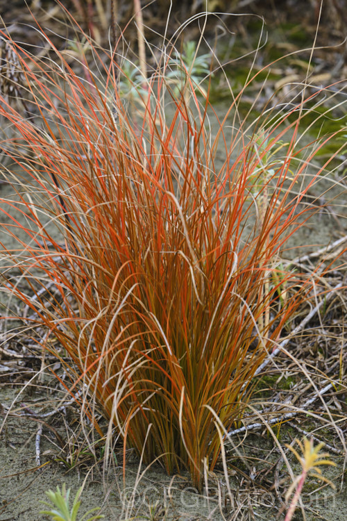 Red Hook. Sedge (<i>Uncinia rubra</i>), a grassy sedge with deep red-brown foliage. It grows to around 40cm high but can form wide-spreading clumps. It occurs over most of New Zealand uncinia-3676htm'>Uncinia. Order: Poales, Family: Cyperaceae