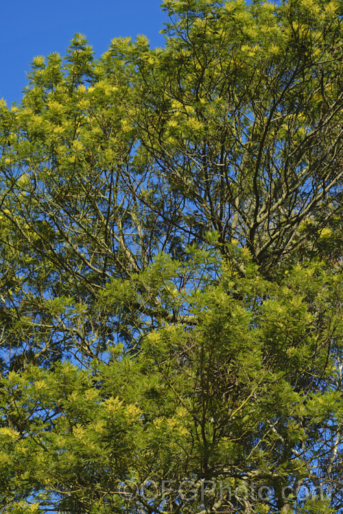 Green Wattle or Black Wattle (<i>Acacia decurrens</i>), a winter- to spring-flowering evergreen tree native to New South Wales, Australia. It is notable for its deep green bipinnate leaves and bright yellow flowers, and is one of the hardier. Acacia species. Order: Fabales, Family: Fabaceae