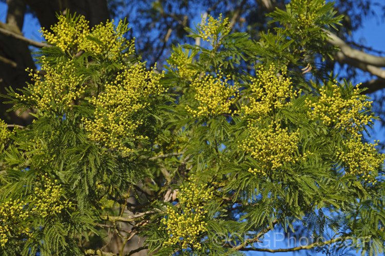 Green Wattle or Black Wattle (<i>Acacia decurrens</i>), a winter- to spring-flowering evergreen tree native to New South Wales, Australia. It is notable for its deep green bipinnate leaves and bright yellow flowers, and is one of the hardier. Acacia species. Order: Fabales, Family: Fabaceae