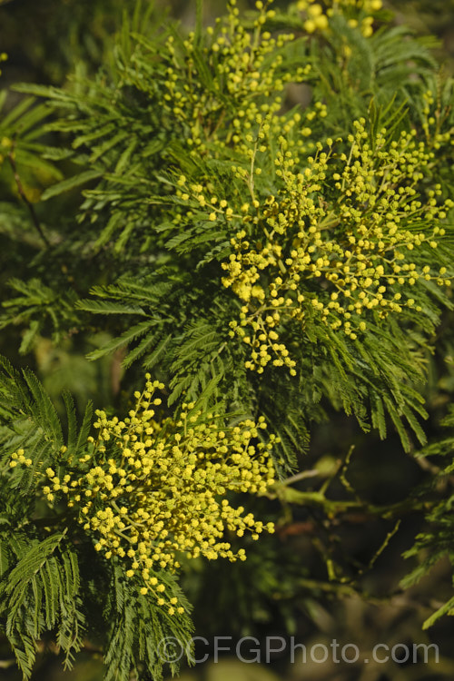 Green Wattle or Black Wattle (<i>Acacia decurrens</i>), a winter- to spring-flowering evergreen tree native to New South Wales, Australia. It is notable for its deep green bipinnate leaves and bright yellow flowers, and is one of the hardier. Acacia species. Order: Fabales, Family: Fabaceae