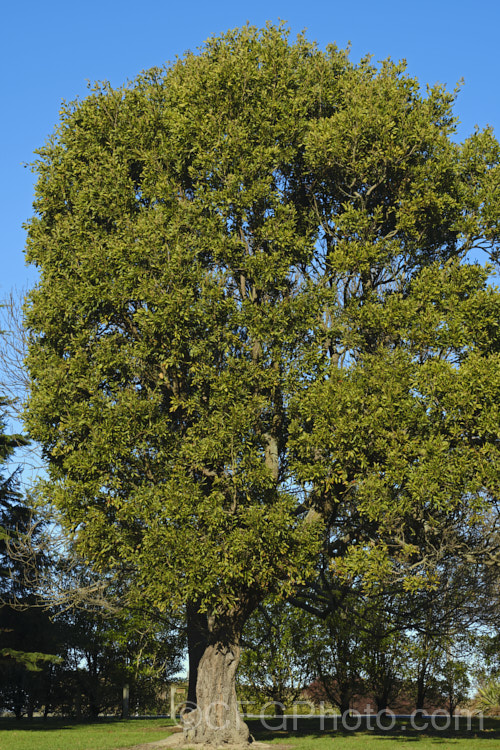 Blackwood (<i>Acacia melanoxylon</i>), a Tasmanian tree that grows to around 30m tall It is an important timber tree that is also coppiced to provide firewood. Order: Fabales, Family: Fabaceae