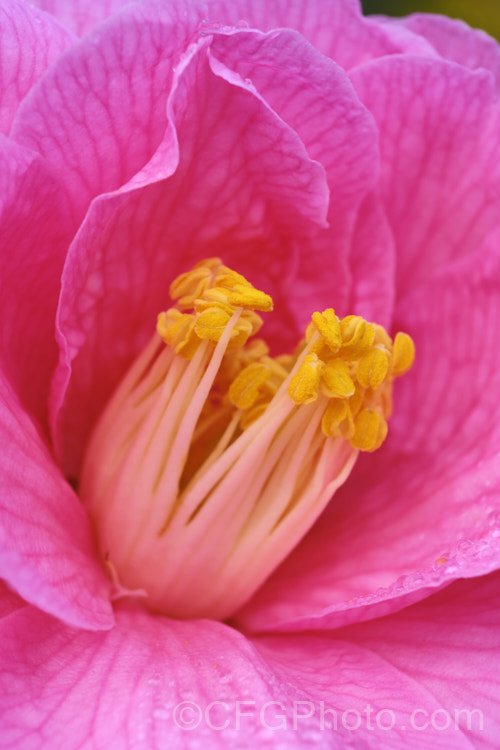 The centre of <i>Camellia</i> 'Donation' (<i>Camellia saluensis</i> x <i>Camellia japonica</i> 'Donckelarii'), among the earlier x <i>williamsii</i> hybrids, this long-flower shrub was introduced by R. S. Clarke of Sussex. England in 1941. Note that the stamens are fused at the base for about a third of their length, a feature that is more conspicuous on <i>Camellia japonica</i>. Order: Ericales, Family: Theaceae