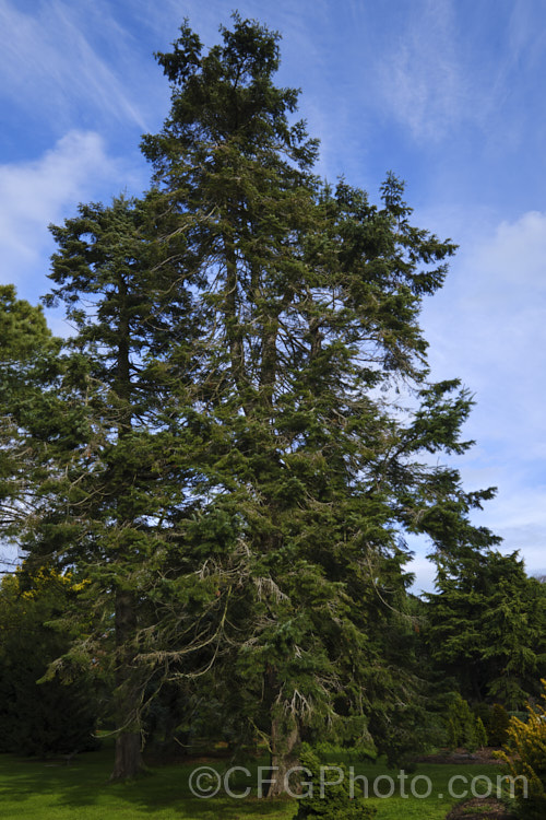 Giant Fir or Grand Fir (<i>Abies grandis</i>), a fast-growing conifer from northwestern North America. It can become a very tall (75m</i>) single-trunked tree. Cultivated specimens are often trained for multiple trunks. Order: Pinales, Family: Pinaceae