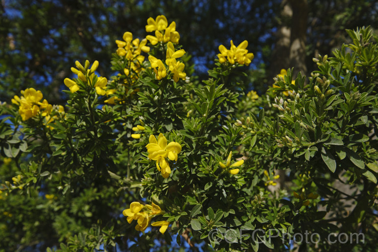 Genista Stenopetala Photo At Pictures Of Plants Stock Image Library