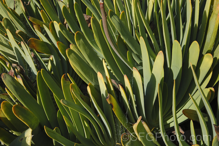 The distinctive foliage of the Fan Aloe (<i>Aloe plicatilis</i>), a winter- to spring-flowering, woody-based, succulent perennial native to the Cape. Province of South Africa. The fan-like arrangement of the 30-40cm long leaves is very distinctive. Order: Asparagales, Family: Asphodelaceae