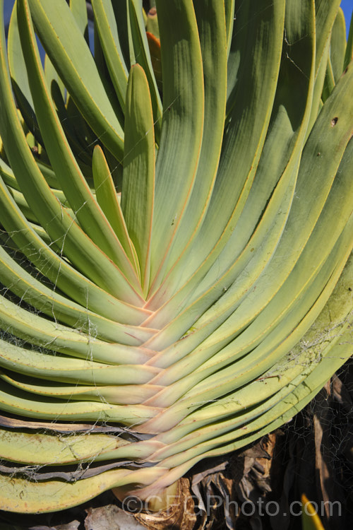 The distinctive foliage of the Fan Aloe (<i>Aloe plicatilis</i>), a winter- to spring-flowering, woody-based, succulent perennial native to the Cape. Province of South Africa. The fan-like arrangement of the 30-40cm long leaves is very distinctive. Order: Asparagales, Family: Asphodelaceae