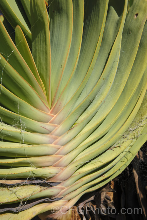 The distinctive foliage of the Fan Aloe (<i>Aloe plicatilis</i>), a winter- to spring-flowering, woody-based, succulent perennial native to the Cape. Province of South Africa. The fan-like arrangement of the 30-40cm long leaves is very distinctive. Order: Asparagales, Family: Asphodelaceae