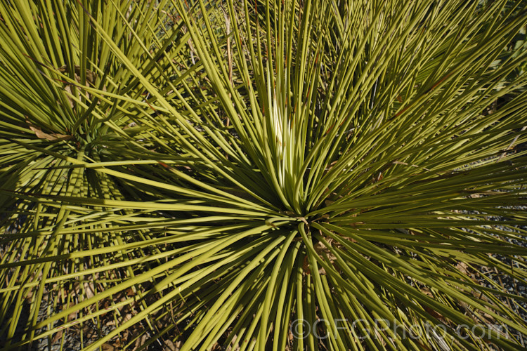 Hedgehog Agave, Rabo de Leon (<i>Agave stricta</i>), an evergreen perennial native to southeastern Mexico, with stiff, narrow, spine-tipped leaves. It forms a densely foliaged, spherical rosette and eventually develops a tall flower spike. Order: Asparagales, Family: Asparagaceae