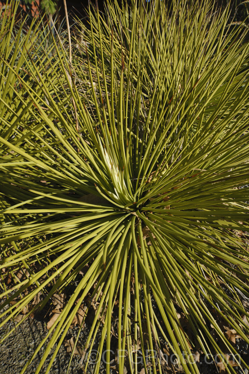 Hedgehog Agave, Rabo de Leon (<i>Agave stricta</i>), an evergreen perennial native to southeastern Mexico, with stiff, narrow, spine-tipped leaves. It forms a densely foliaged, spherical rosette and eventually develops a tall flower spike. Order: Asparagales, Family: Asparagaceae