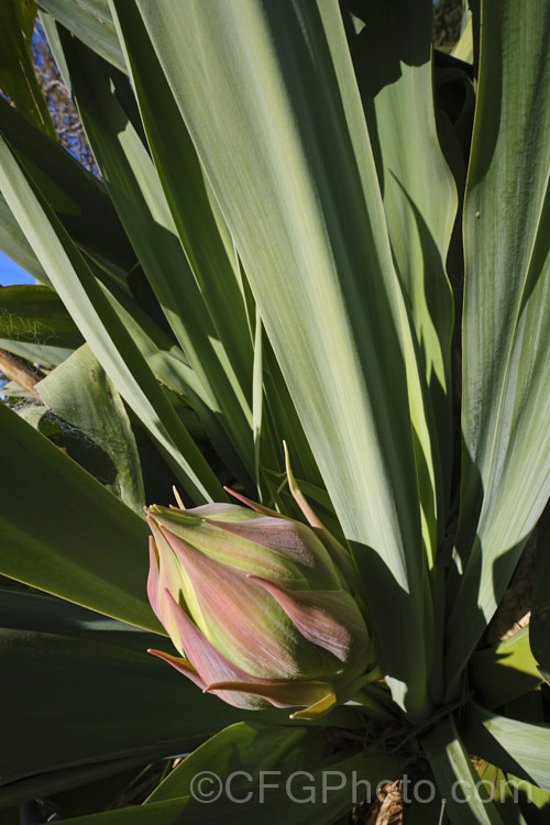 The developing flower head of Beschorneria yuccoides, a semi-succulent yucca-like perennial from Mexico. Red flower stems up to 2m tall are topped with pinkish red bracts that partially conceal tubular, green flowers. beschorneria-2412htm'>Beschorneria.