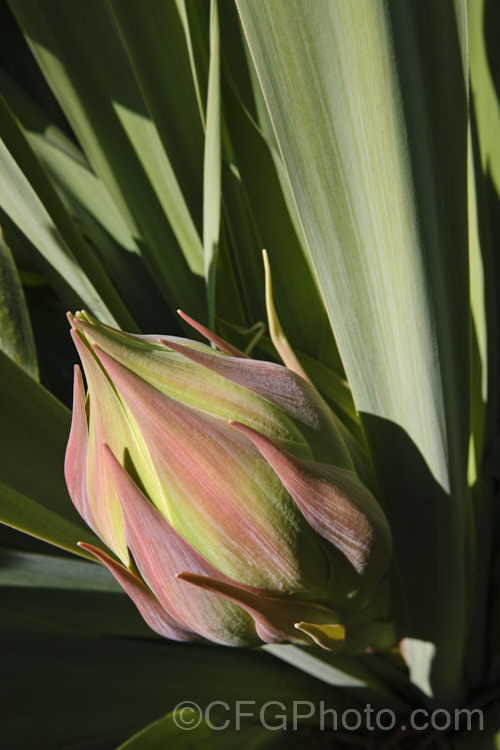 The developing flower head of Beschorneria yuccoides, a semi-succulent yucca-like perennial from Mexico. Red flower stems up to 2m tall are topped with pinkish red bracts that partially conceal tubular, green flowers. beschorneria-2412htm'>Beschorneria.